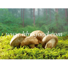2-5cm Marrón Secado Smooth Shiitake Mushroom Precio Entero